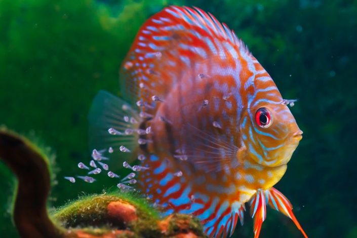Discus Discus avec ses alevins