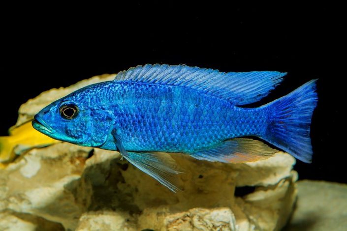 Cichlidé africain sciaenochromis fryeri