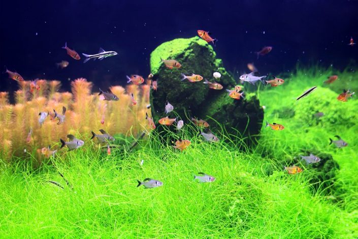 Aquarium aquascaping