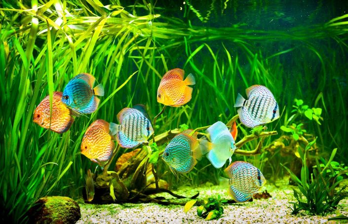 Aquarium à discus