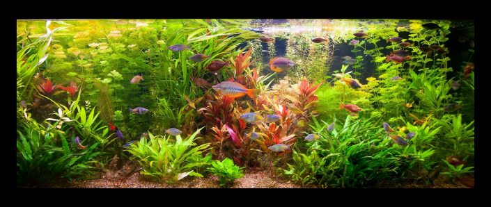 Aquarium biotope australo-guinéen