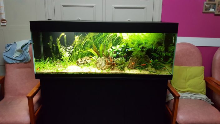 Aquarium eau douce planté