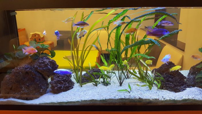 Aquarium Cichlidés Malawi