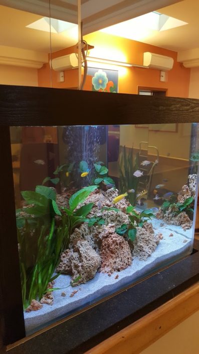Aquarium Cichlidés
