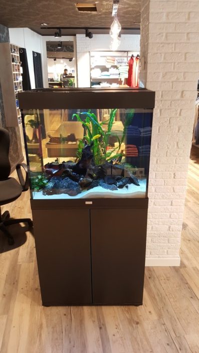Aquarium Cichlidés