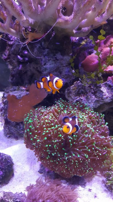 Aquarium marin Couple de poisson clown