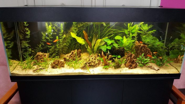 Aquarium eau douce planté