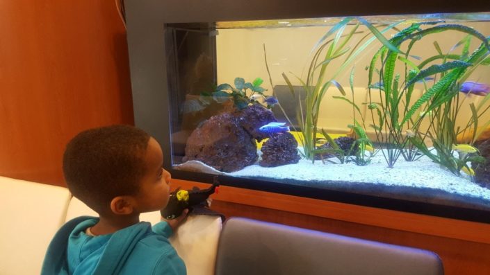 Aquarium Cichlidés Malawi