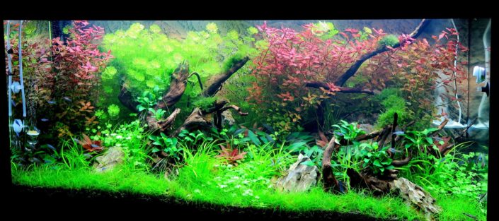 Paysage aquatique