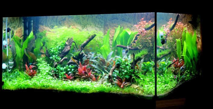 Paysage aquatique